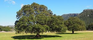 ライター　永瀬なみ（ナガセナミ）